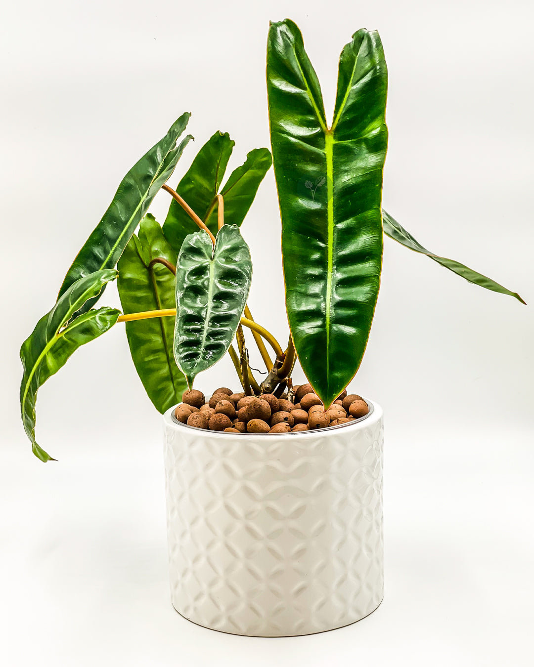 philodendron-billietiae-variegated-for-sale